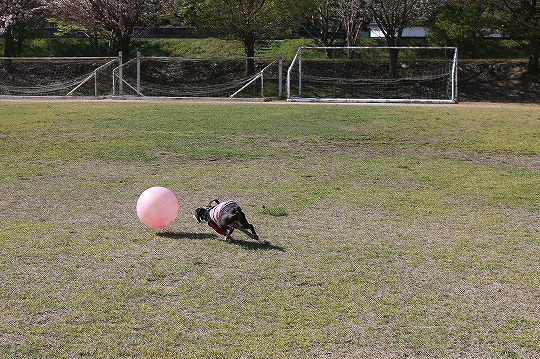 IMG_9425 (2022-04-16T10_03_35.280)