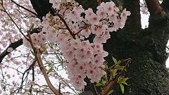 0401 桜