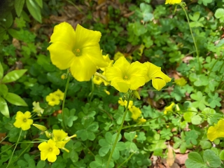 黄色いお花