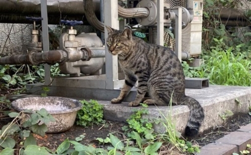 r-Photo-of-cat-said-to-be-taken-on-Ogishima-property-JFE-Steel-November-2021-1024x634.jpg