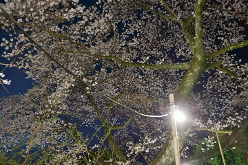 明星桜202201(2)