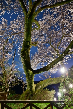 明星桜202201(5)
