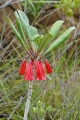 Thiollierea macrophylla