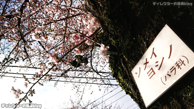 2022年の桜が見頃に… 今年の花見はチェアリング!かな…