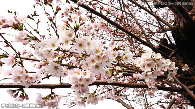2022年の桜が見頃に… 今年の花見はチェアリング!かな…