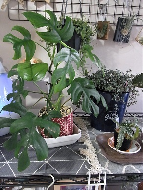 9-25植物l