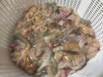 メバル