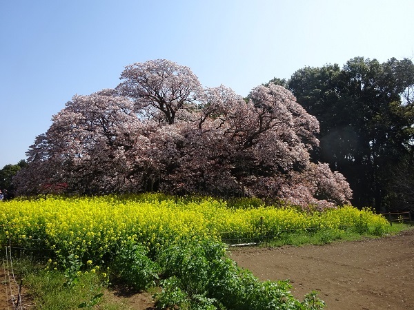 220410吉高の大桜 (1)