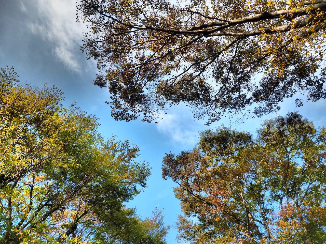ケヤキの林と青い空　2021年10月