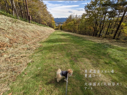20211027元保護犬（元収容犬）と草津温泉スキー場夏道コースを歩きました1