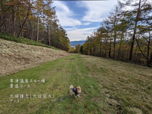 20211027元保護犬（元収容犬）と草津温泉スキー場夏道コースを歩きました2