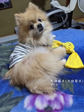 20211106元保護犬（元収容犬）アート