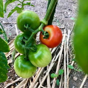 tomato2206.jpg