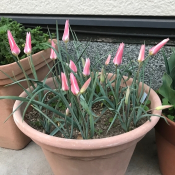tyulip2203.jpg