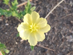 薄黄色の花