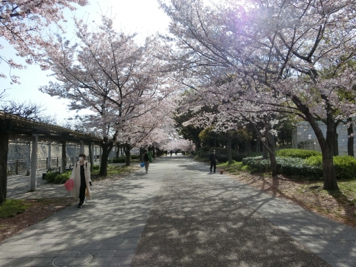 2022年大阪城公園桜2
