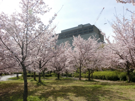 2022年大阪城公園桜4