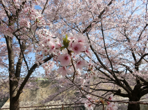 2022年大阪城公園桜5