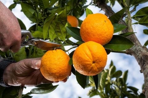 オレンジの収穫