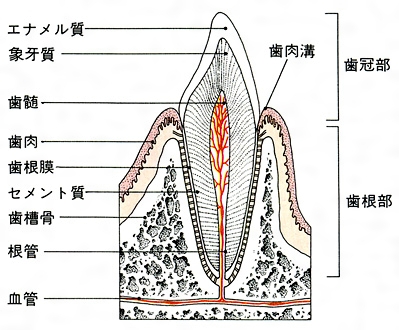 歯の組織 (2)