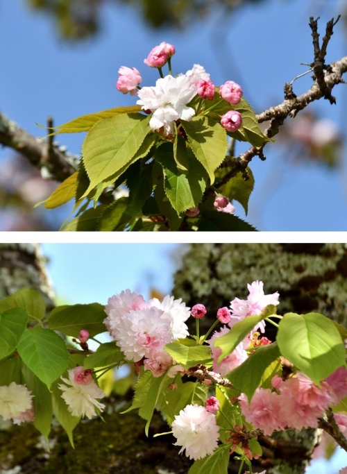 奈良の八重桜2