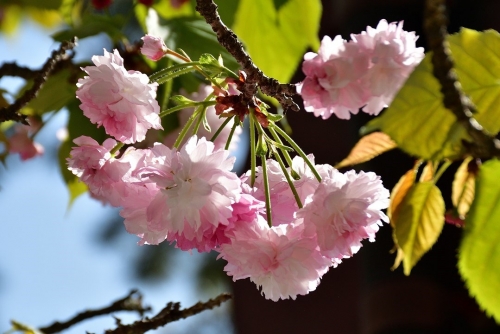 奈良の八重桜1