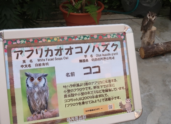 掛川花鳥園アフリカオオコノハズク（ココちゃん）