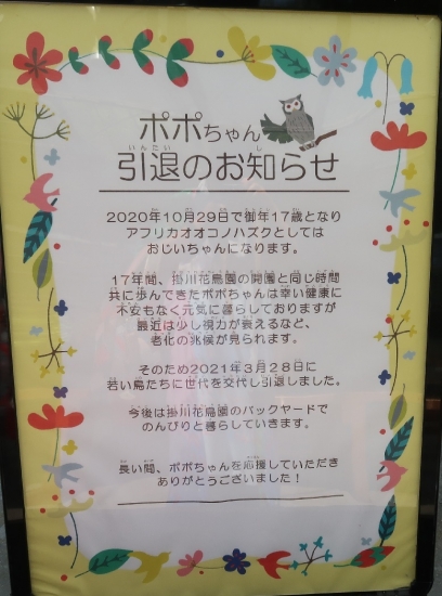 掛川花鳥園アフリカオオコノハズク、ポポちゃん引退のお知らせ