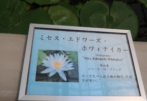 掛川花鳥園　熱帯スイレン ミセス・エドワーズ・ホワイティカー