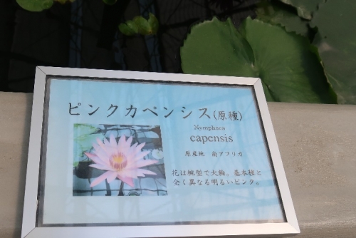 掛川花鳥園　熱帯スイレン ピンクカペンシス（原種）