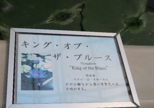 掛川花鳥園　熱帯スイレン キング・オブ・ザ・ブルース