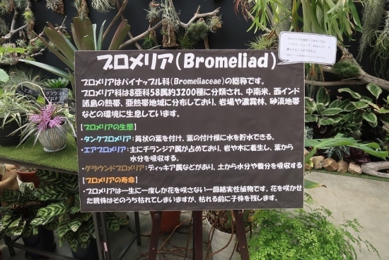 掛川花鳥園ブロメリア