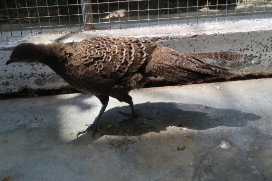 掛川花鳥園ハイイロコクジャク