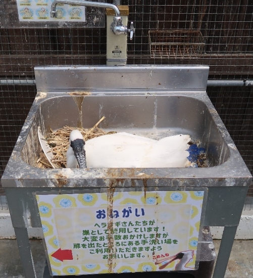 掛川花鳥園クロツラヘラサギの巣（手洗い場だけど）