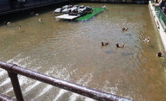 掛川花鳥園カモ達の池