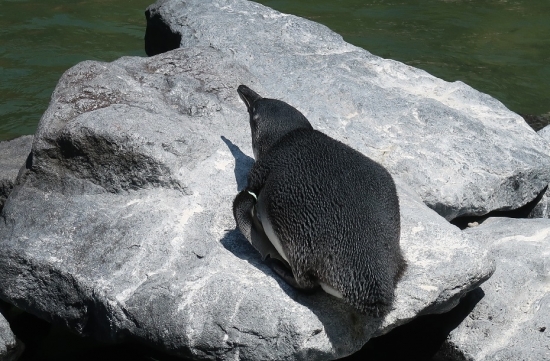 掛川花鳥園ケープペンギン