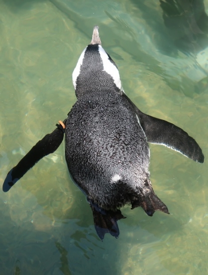 掛川花鳥園ケープペンギン