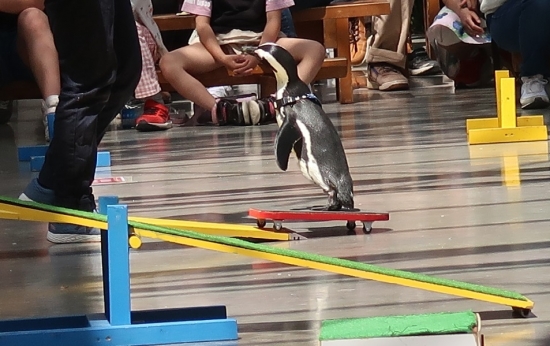 掛川花鳥園屋内ショー ケープペンギン