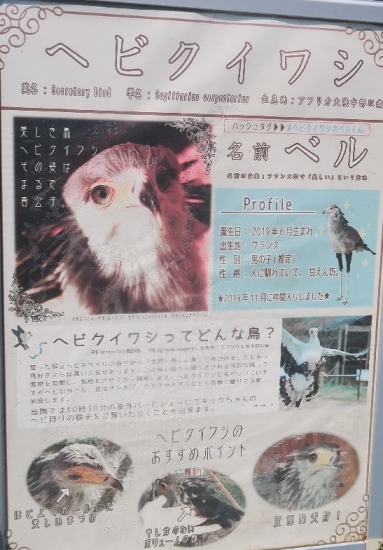 掛川花鳥園ヘビクイワシ