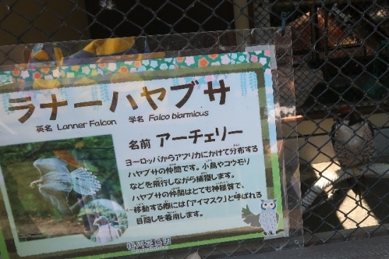 掛川花鳥園ラナーハヤブサ