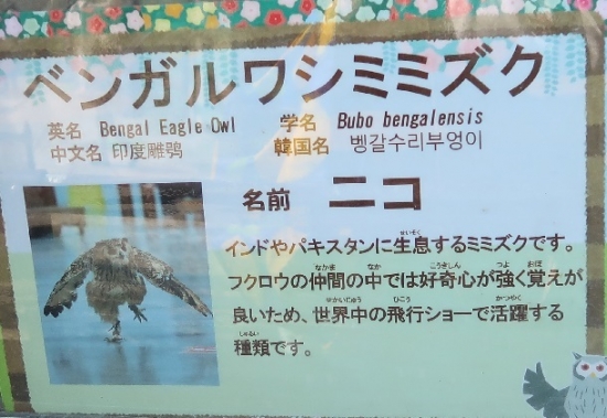 掛川花鳥園ベンガルワシミミズク ニコ