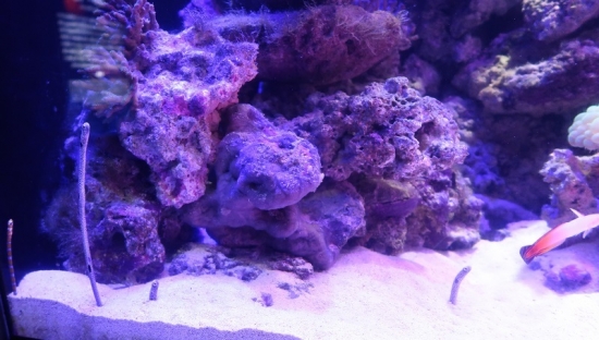 沼津港深海水族館 珊瑚礁の海チンアナゴ