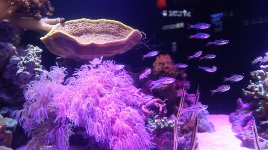 沼津港深海水族館 珊瑚礁の海ネオンテンジクダイ