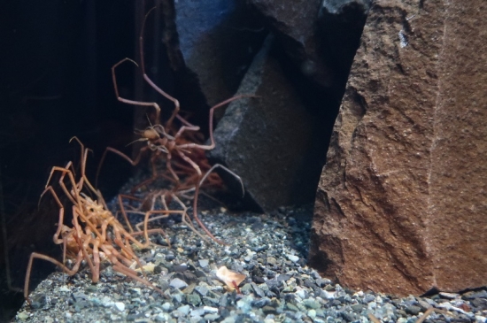 沼津港深海水族館 ヤマトトックリウミグモ
