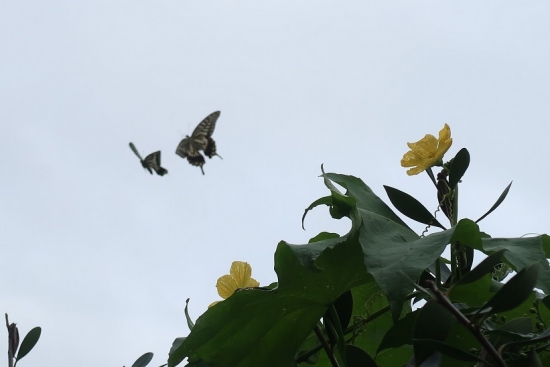 ヘチマの花とアゲハチョウ