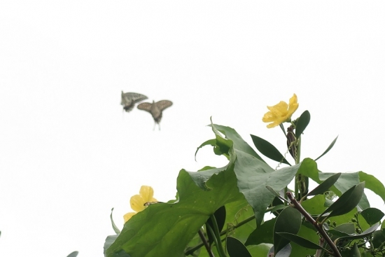ヘチマの花とアゲハチョウ