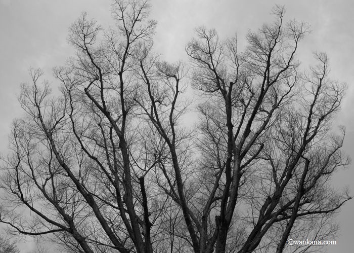 練習５：冬枯れの落葉樹 2022Db