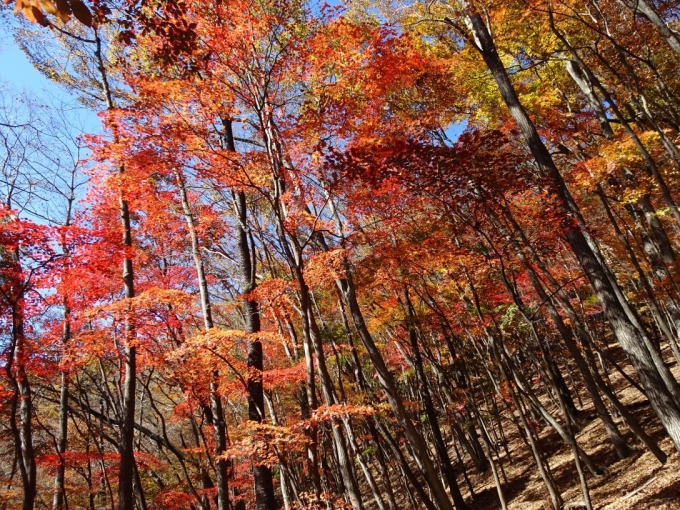 キラキラの紅葉９