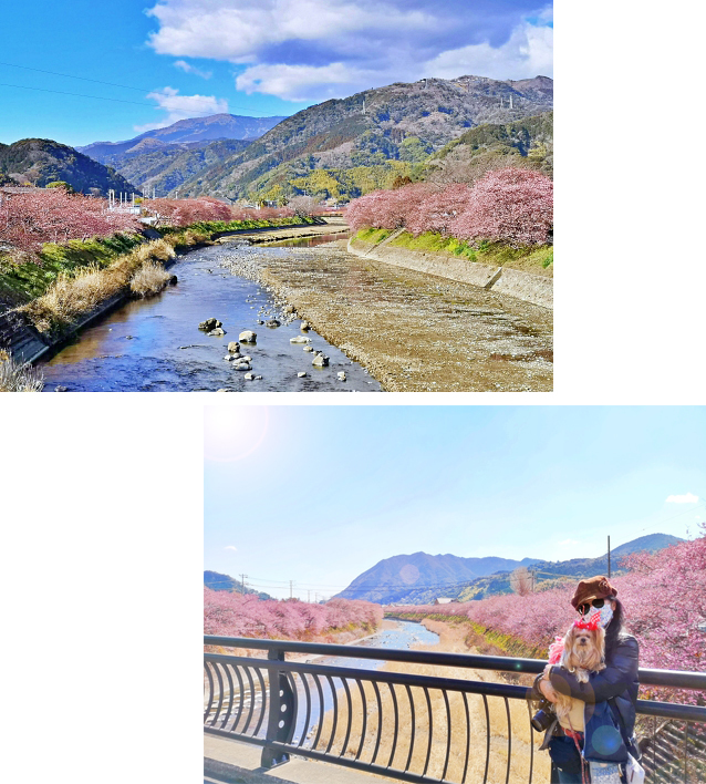 (blos)2022年02月25日2桜祭り①橋から全景