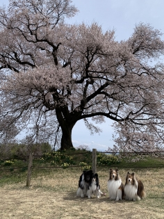桜旅16